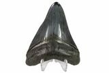 Fossil Megalodon Tooth - Polished Blade #130747-2
